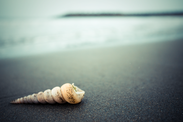 Shell on beach