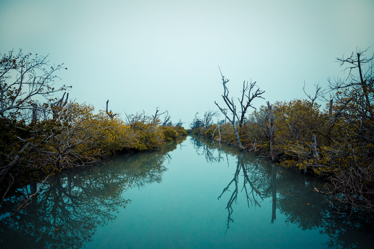 Mangrove forest raft trip