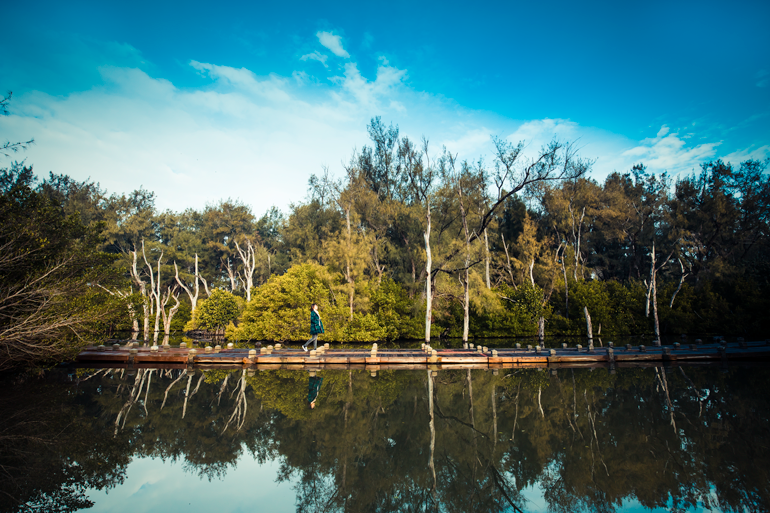 Boardwalk through the coastal forest