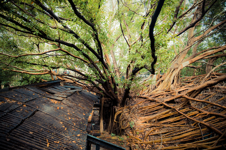 Roof of Anping Tree House