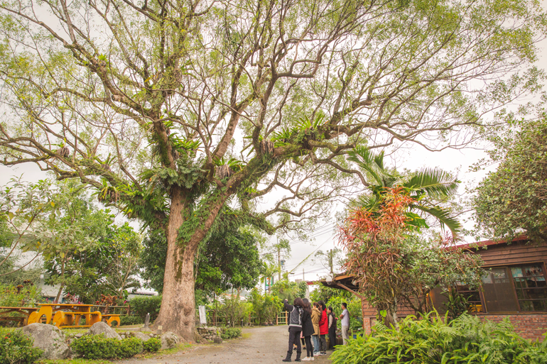 Hundred-year old tree