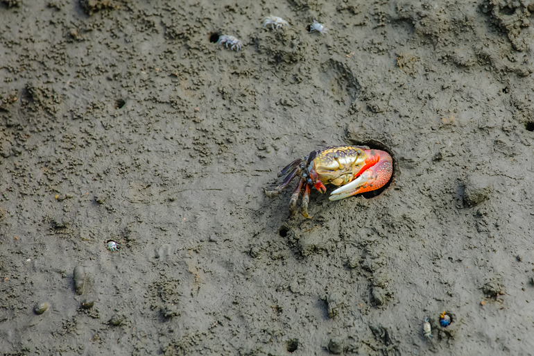 Wetland crab