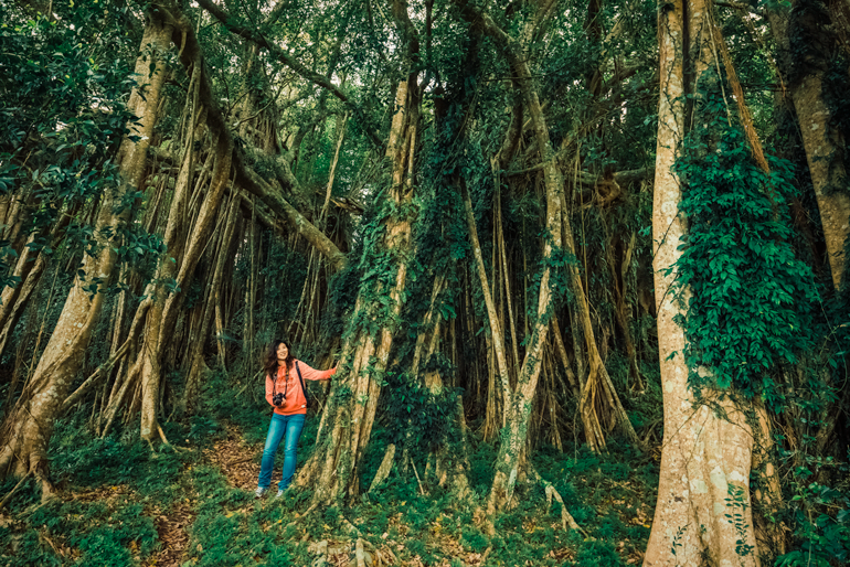 Thousand Root Banyan Tree