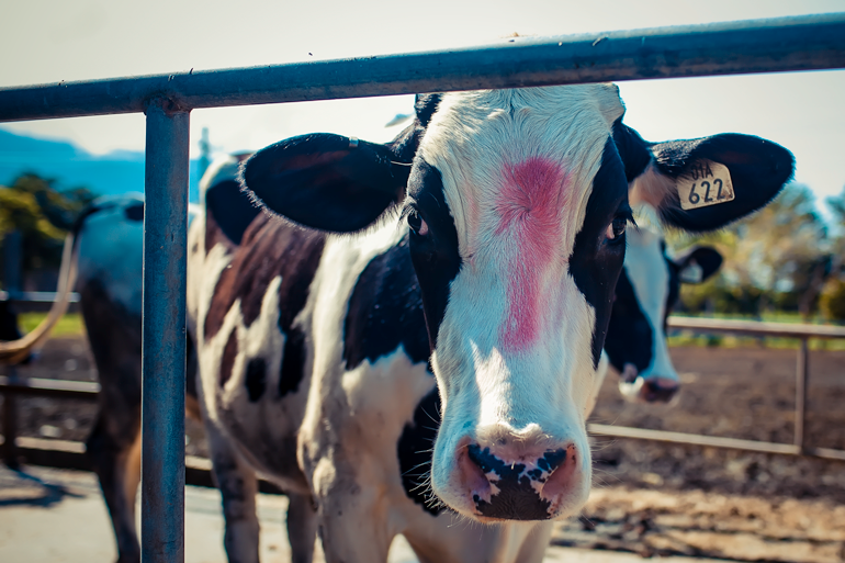 Milk cow on J. J. Valley Farm