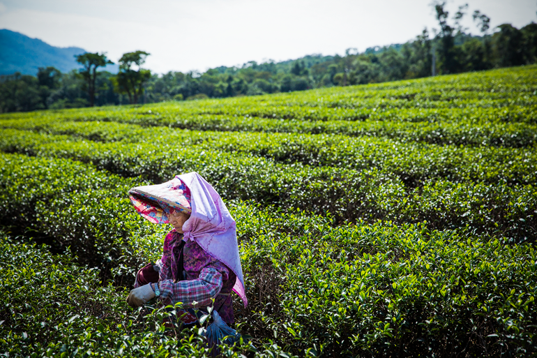 Tongluo tea plantation