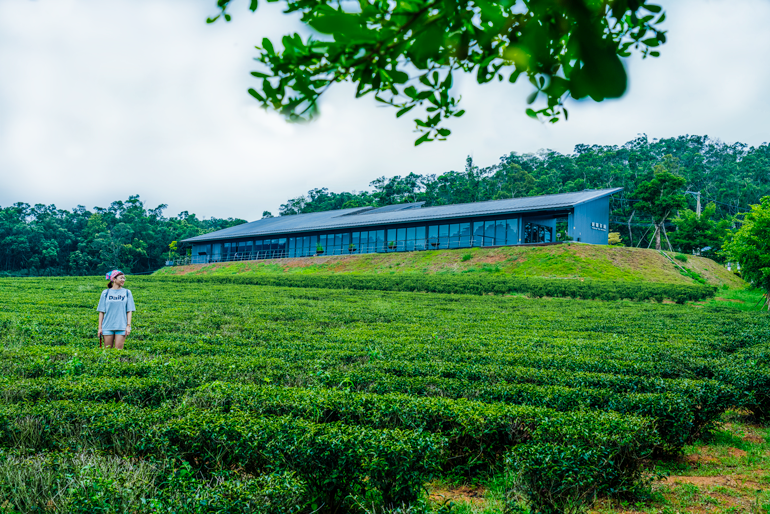 Tongluo Tea Factory