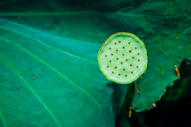 Seed pod