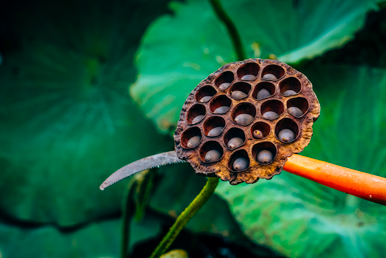 Lotus flower seeds