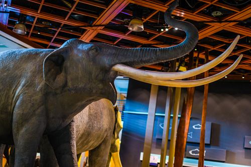 Model of prehistoric elephant
