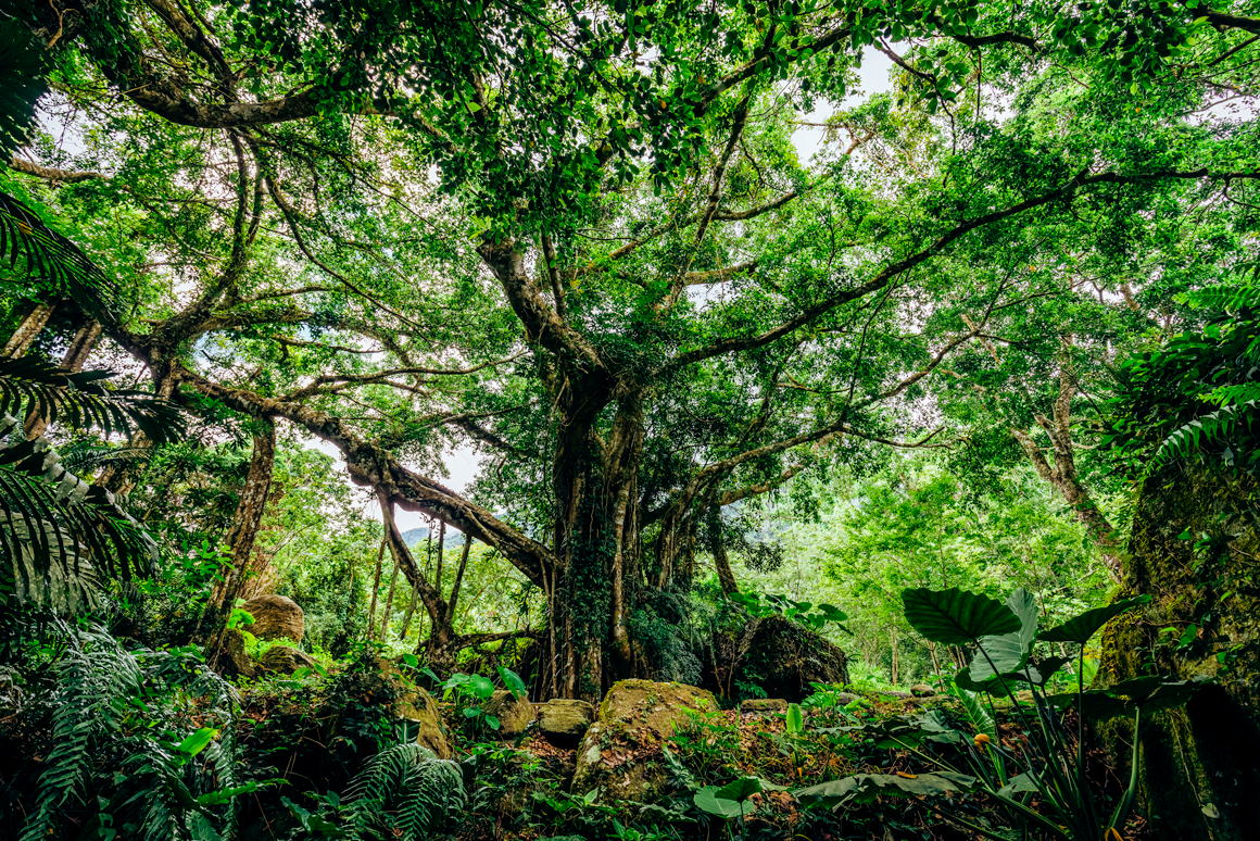 A massive banyan tree