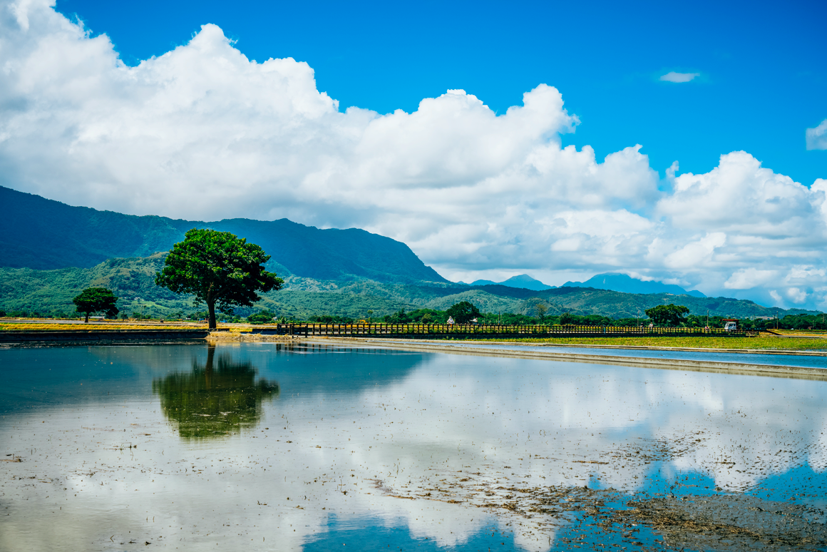 Rice paddies and trees