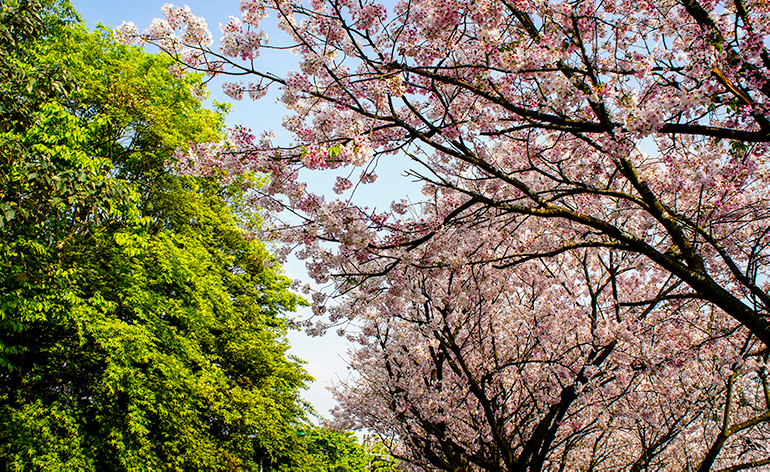 Cherry bloom in Sanzhi