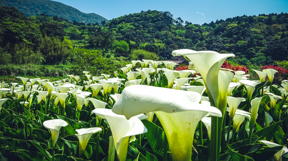 Snow-white calla lilies