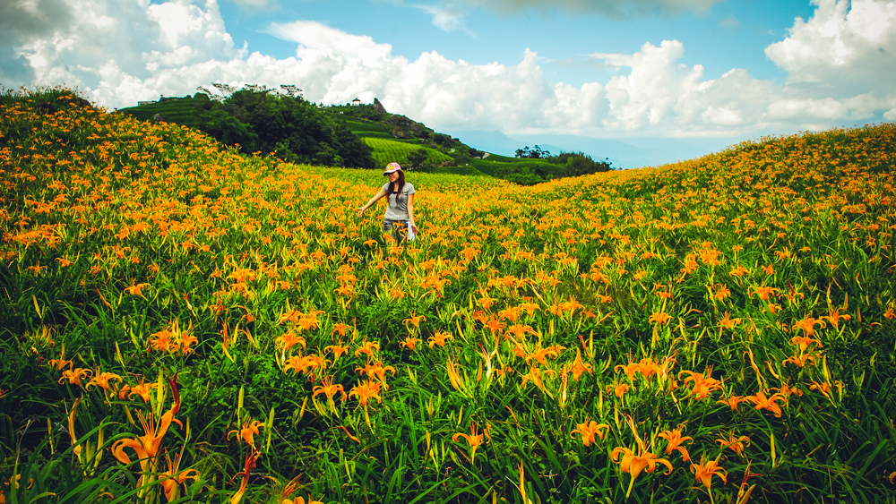 Orange daylily field at Sixty Stone Mountain