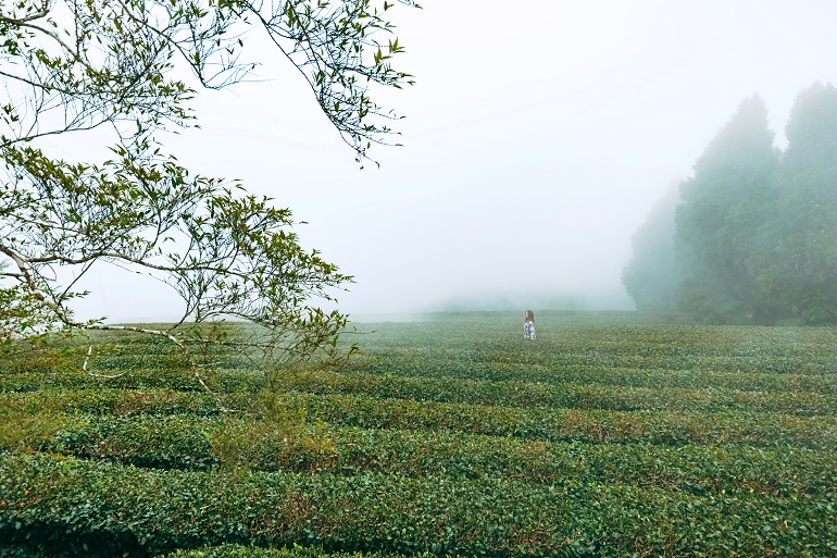 Tea plantation cloaked in a sea of clouds