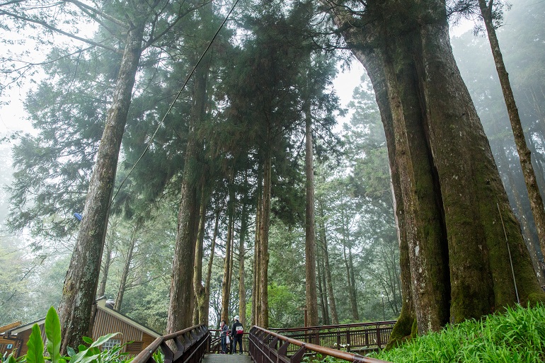 Alishan National Forest Recreation Area